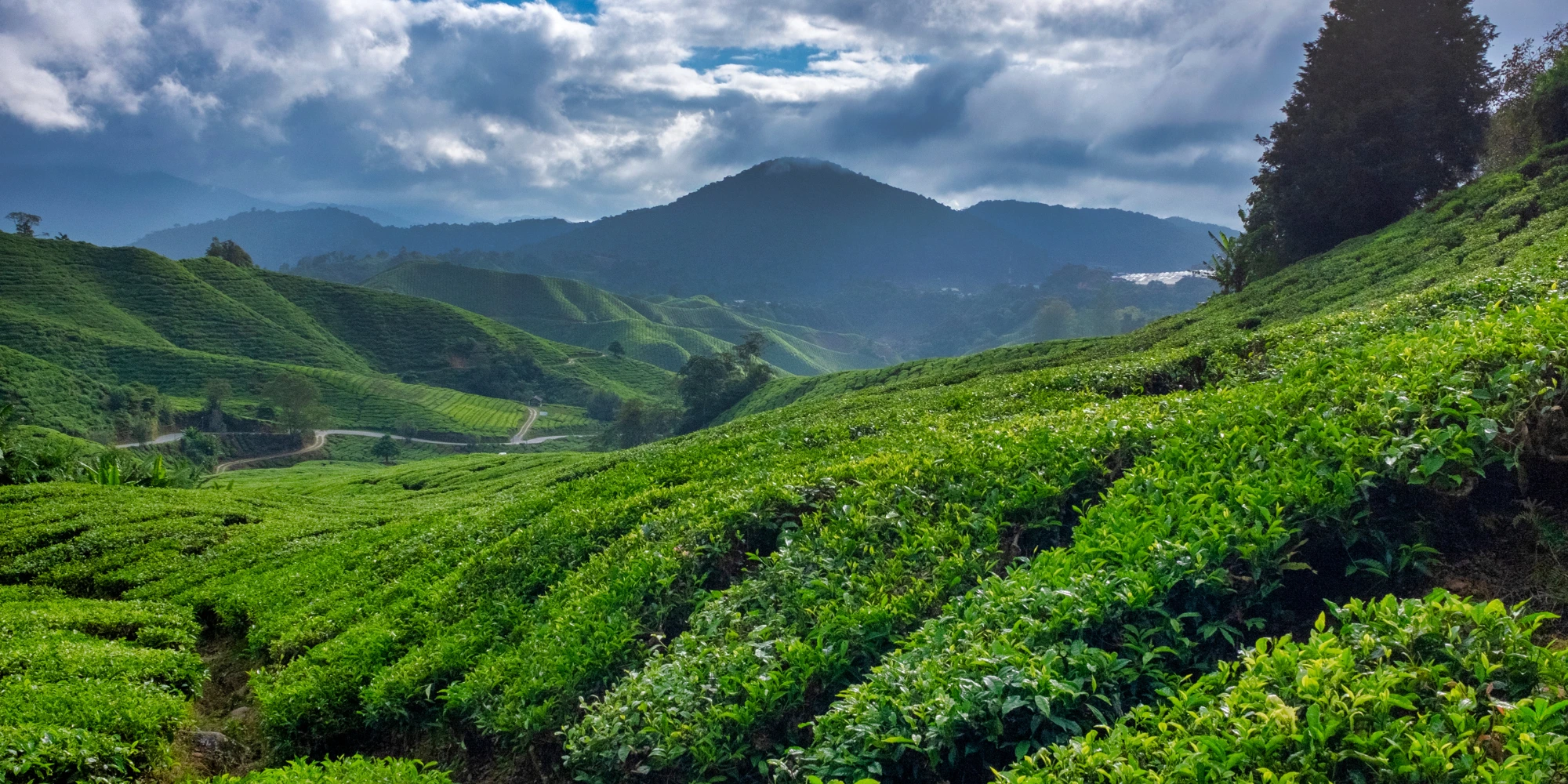 Cameron Highlands - Malaysia Visit Visa