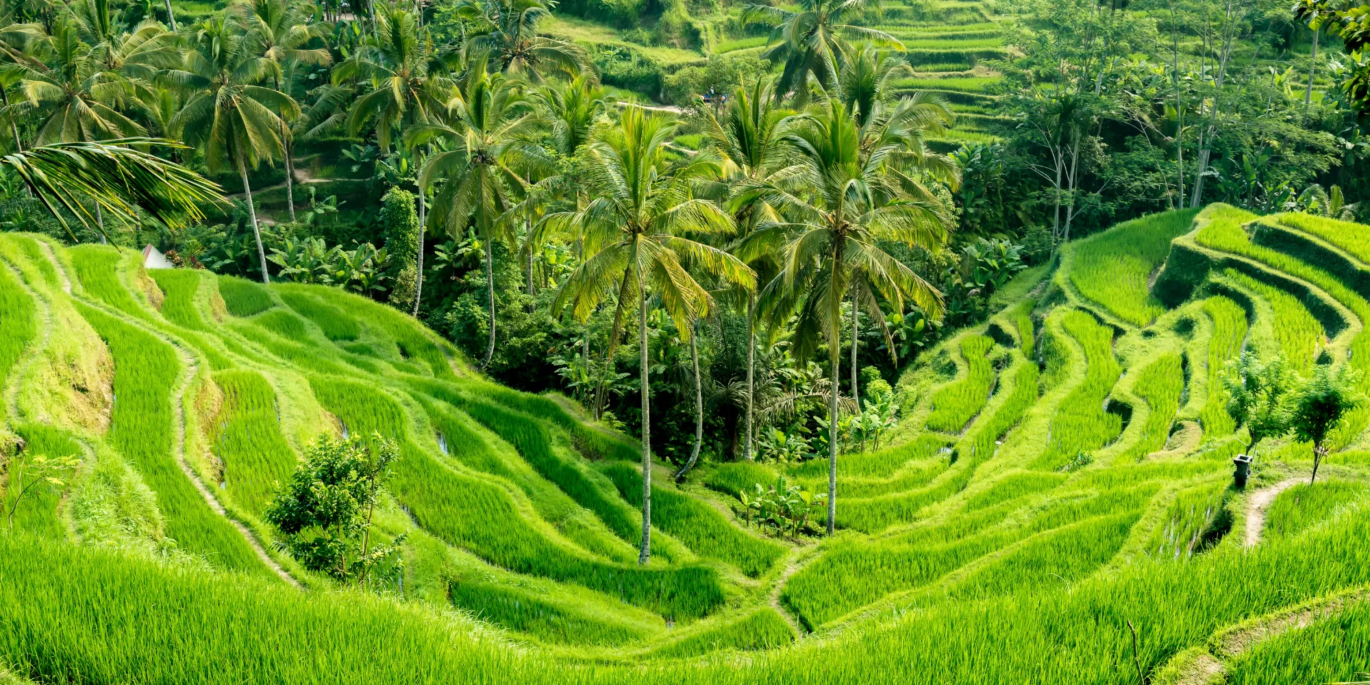 Indonesia Visit Visa